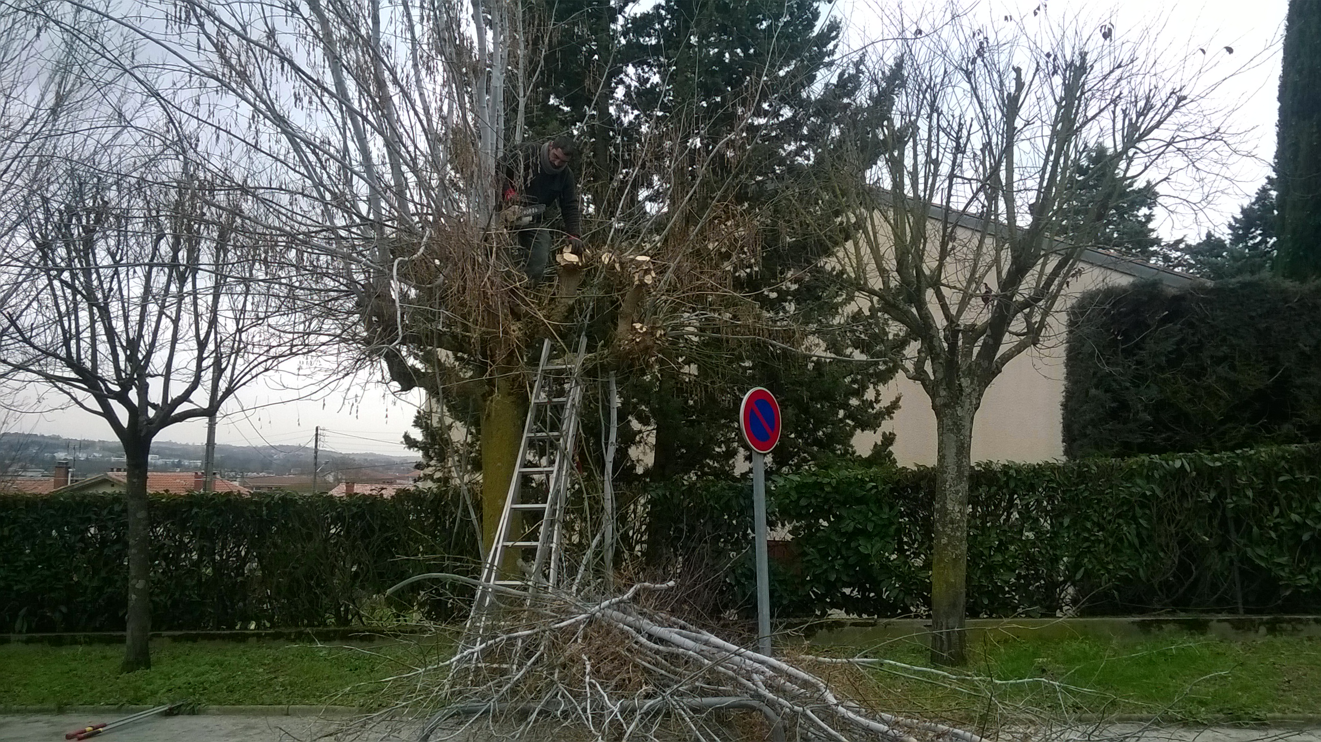 Élagage d'arbres à Toulouse